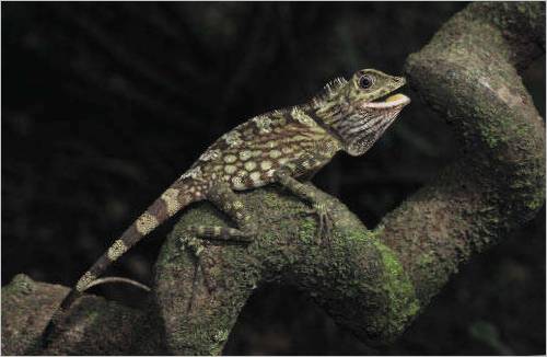 Il drago della foresta