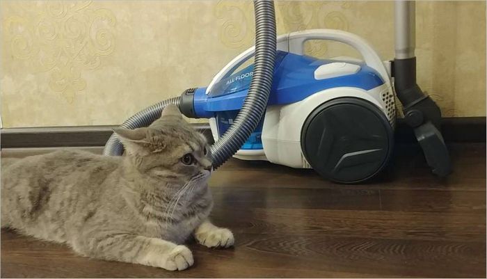 gatto e aspirapolvere gatto e aspirapolvere