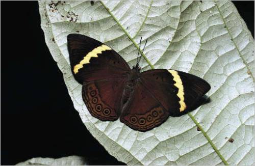 Farfalla