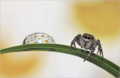 Mikhail Rugal è membro dell'Unione russa dei fotografi naturalisti. Pluripremiato con il premio Golden Turtle per il miglior fotografo naturalista 2006, 2007, 2008, 2009