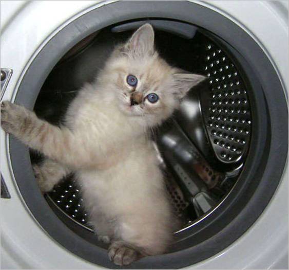 La lavatrice per gatti Lavatrice per gatti