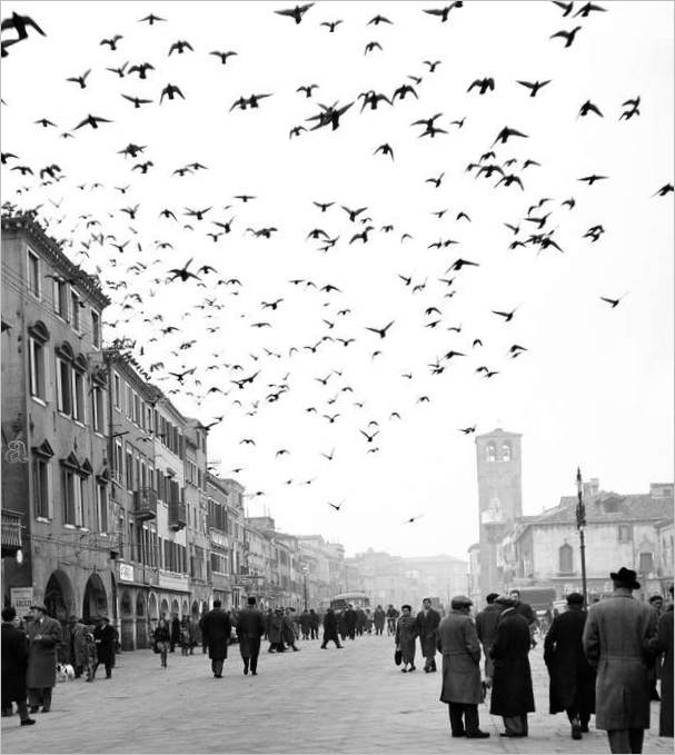 Pomeriggio a Chioggia, Chioggia 1959