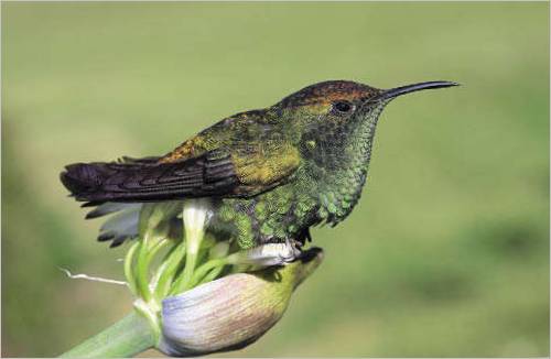 Colibrì